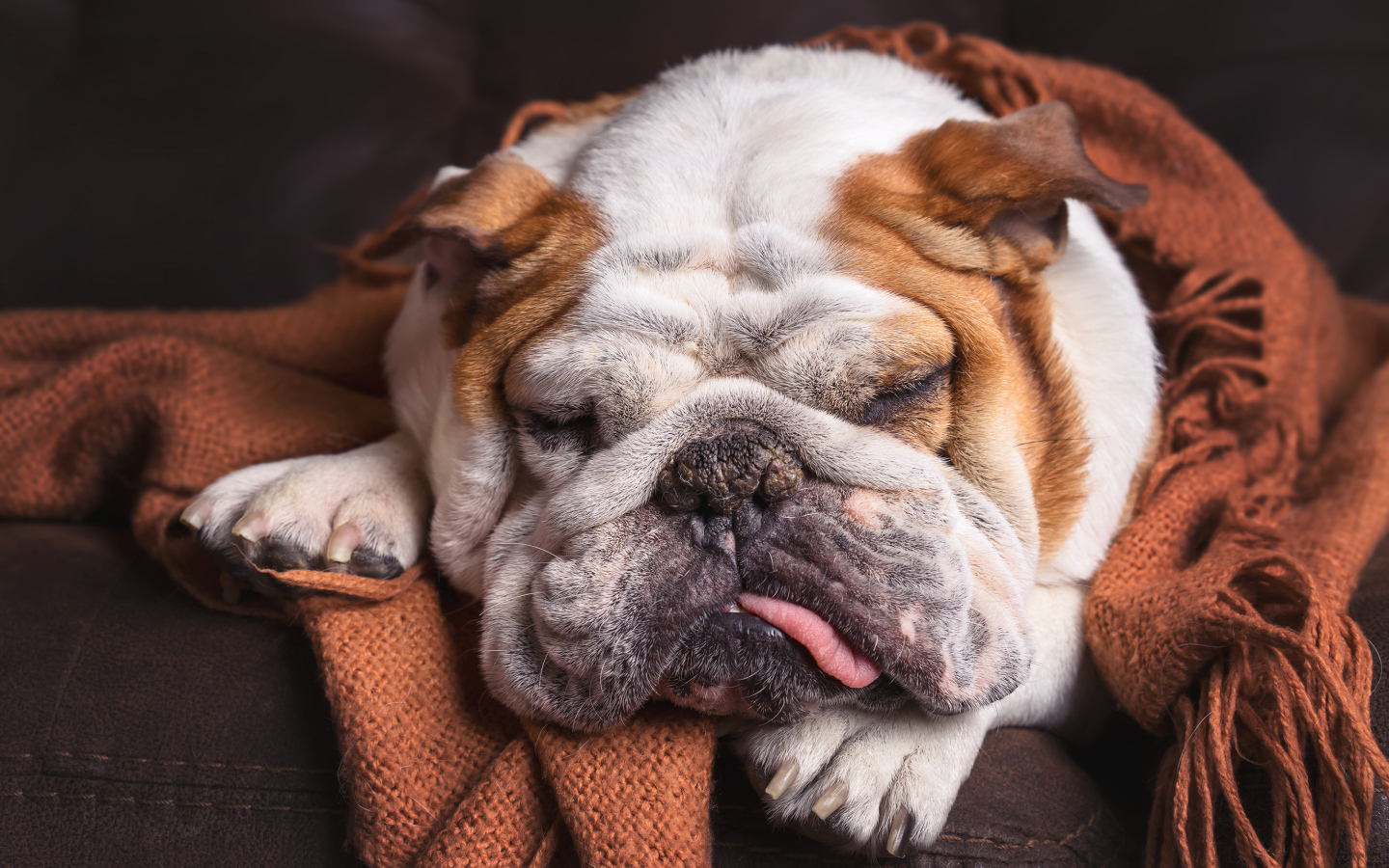 Спящая собака породы английский бульдог 