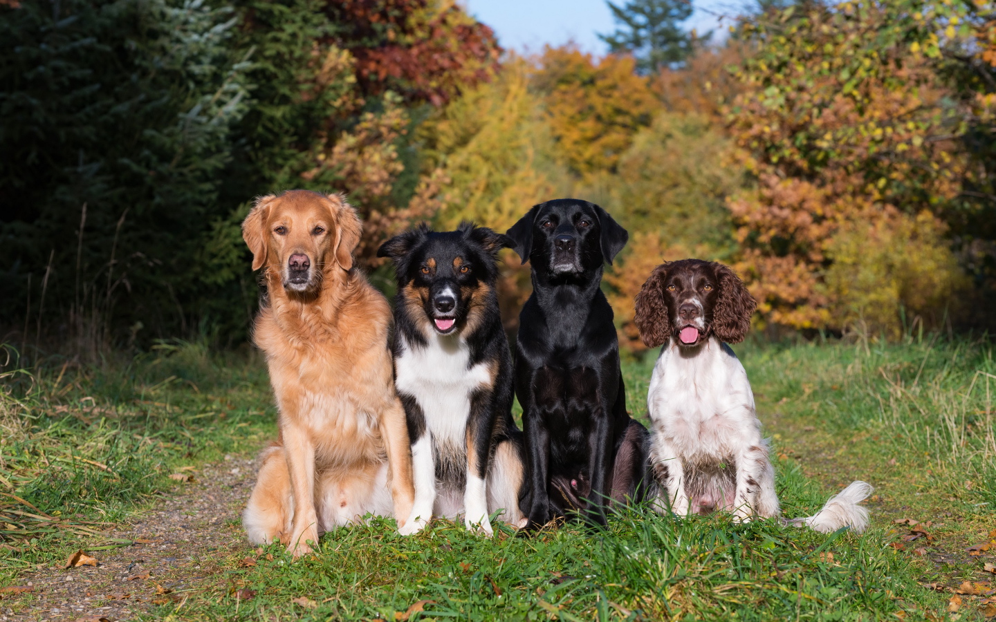 Четыре собаки пород Лабрадор, Бордер-колли, Ретривер, Спаниель сидят на  траве