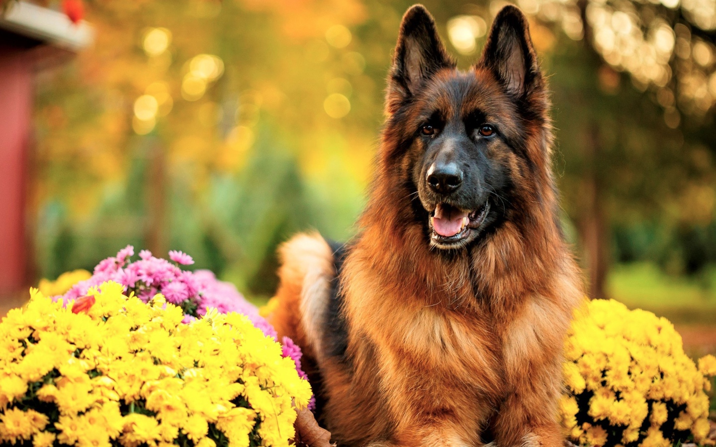 Немецкая овчарка с высунутым языком с кустами хризантем