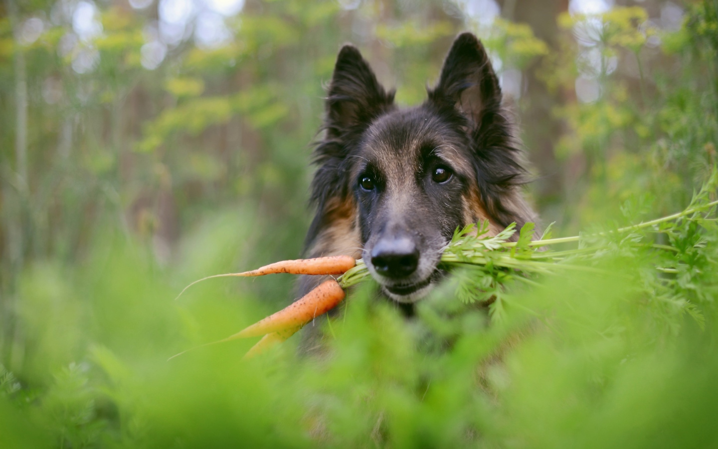 Немецкая овчарка с морковью в зубах 