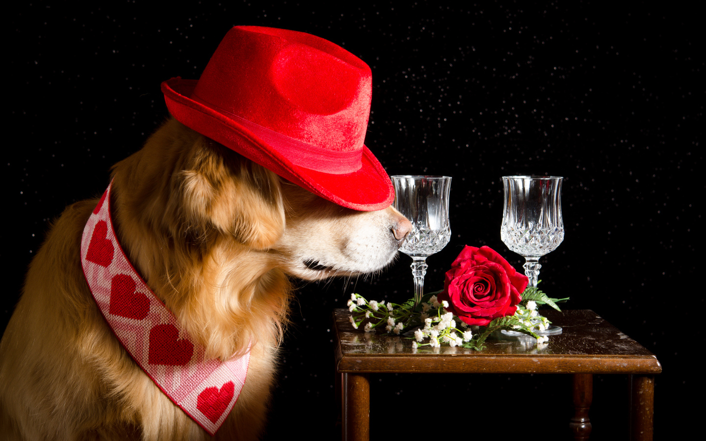 Золотистый ретривер в красной шляпе у стола