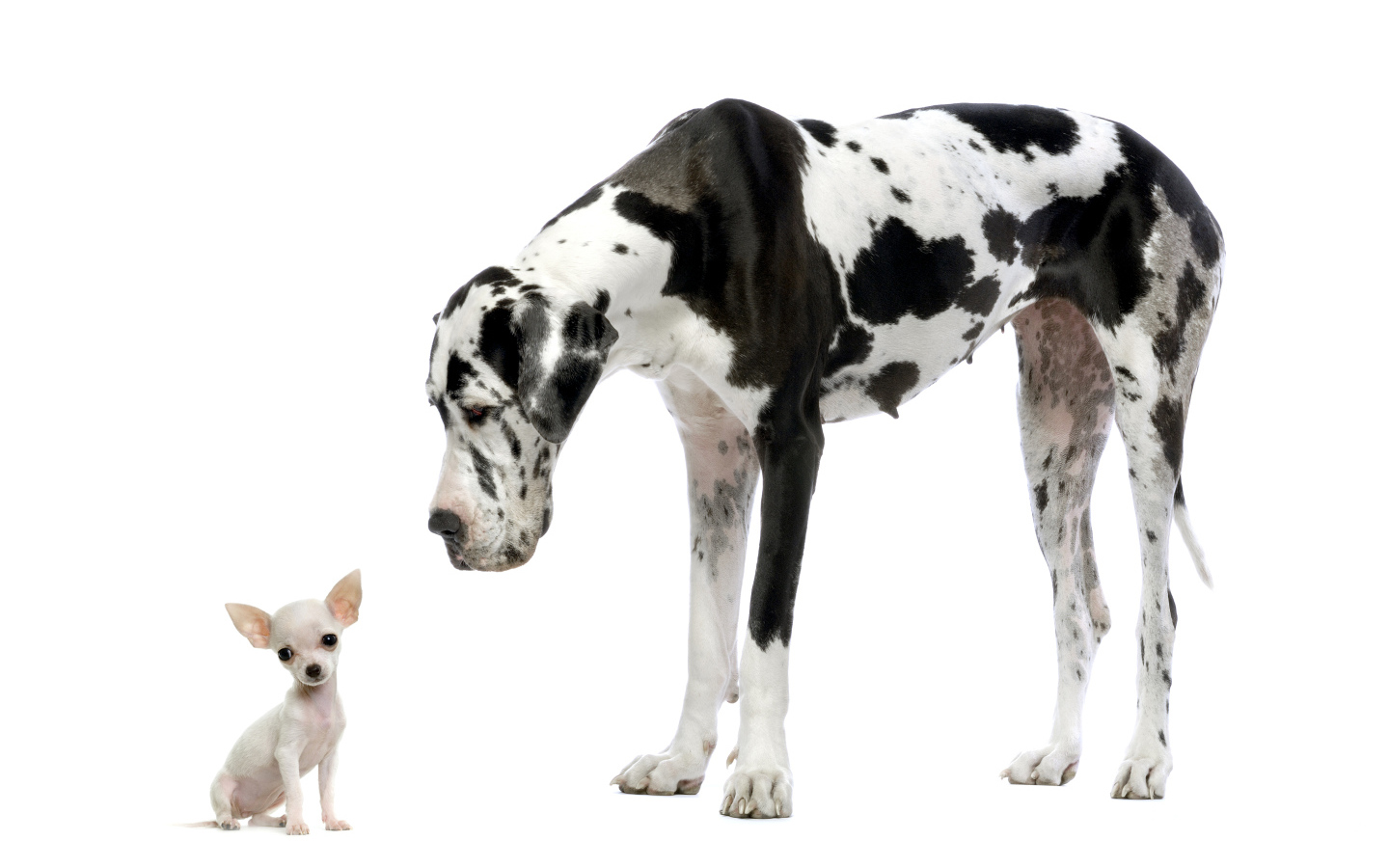Большой английский дог и щенок чихуахуа на белом фоне