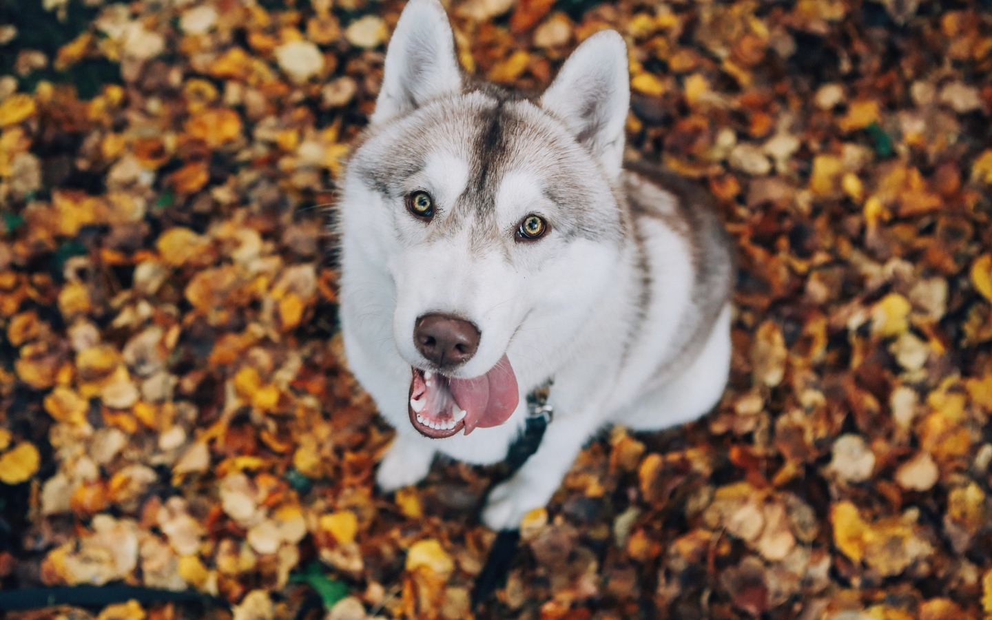 Хаски с высунутым языком смотрит на хозяина