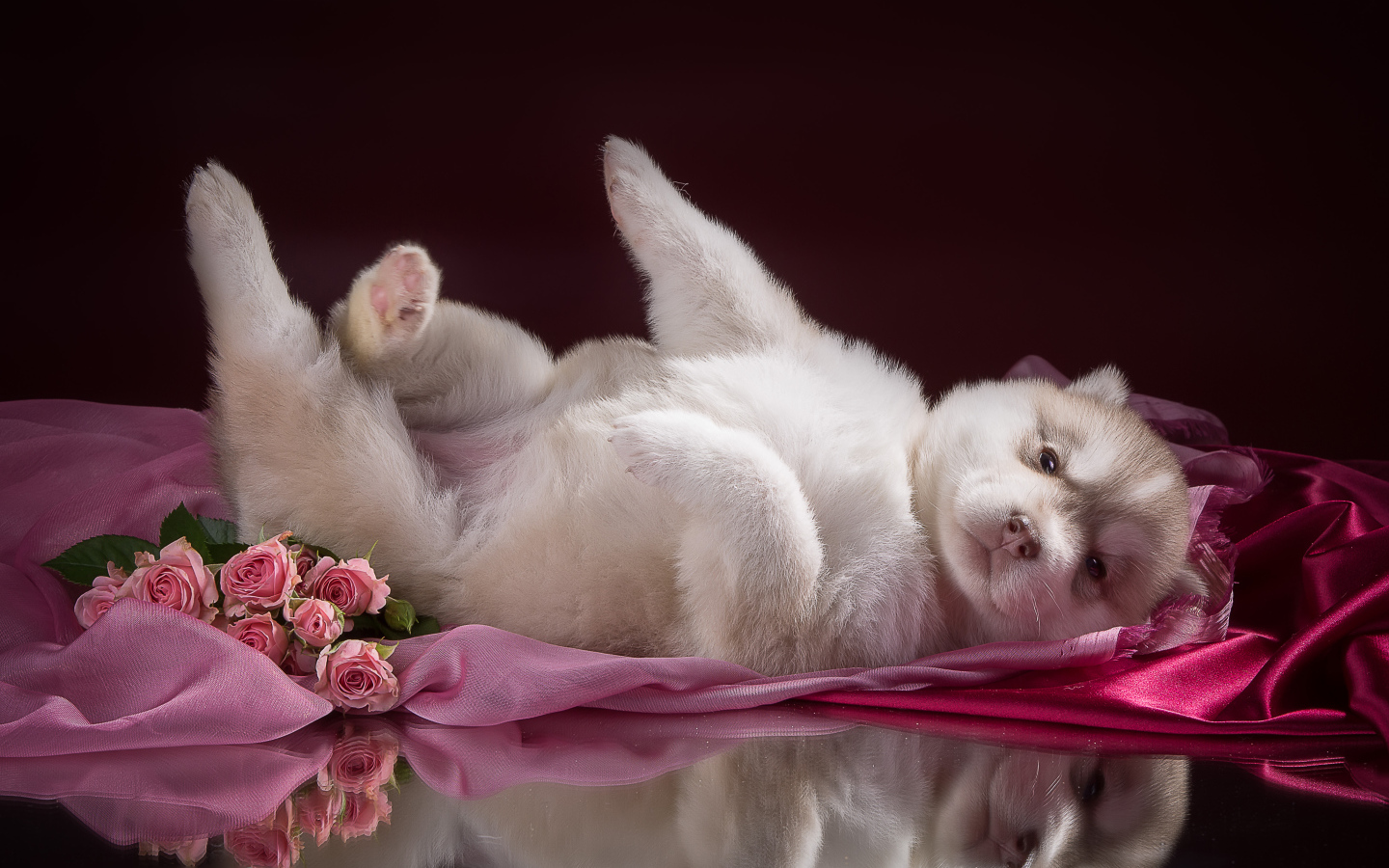 Маленький милый щенок хаски на розовом покрывале 