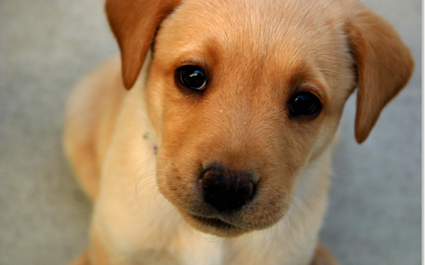 Морда маленького щенка с грустными глазами 