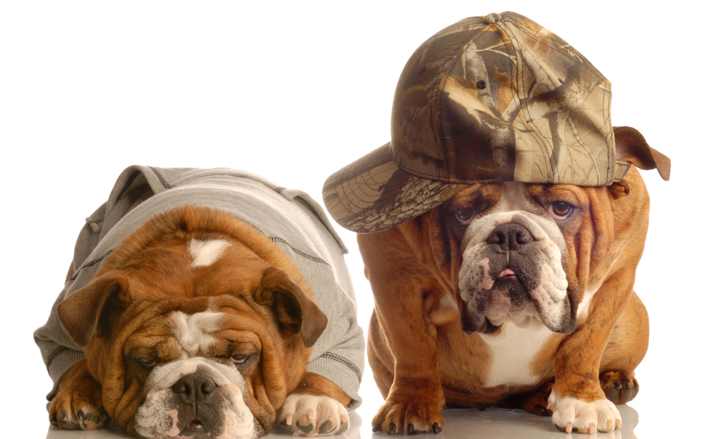 Грустные бульдоги в костюмах на белом фоне