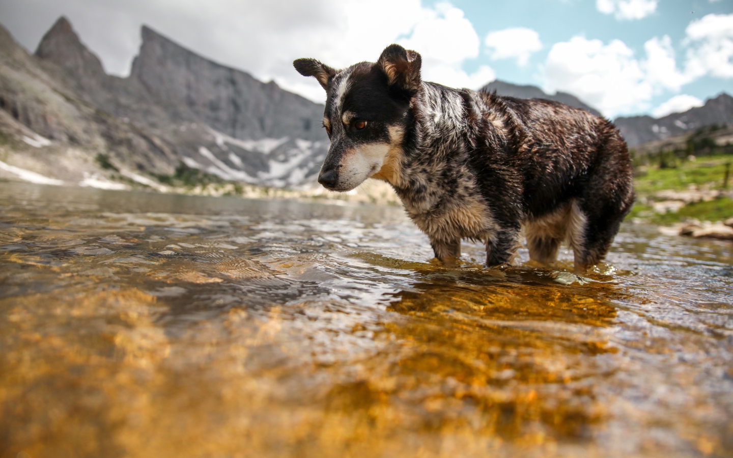 Грустная собака стоит в воде