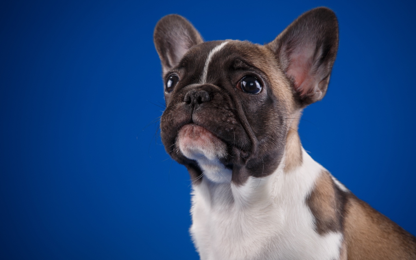 Грустный маленький французский бульдог на голубом фоне