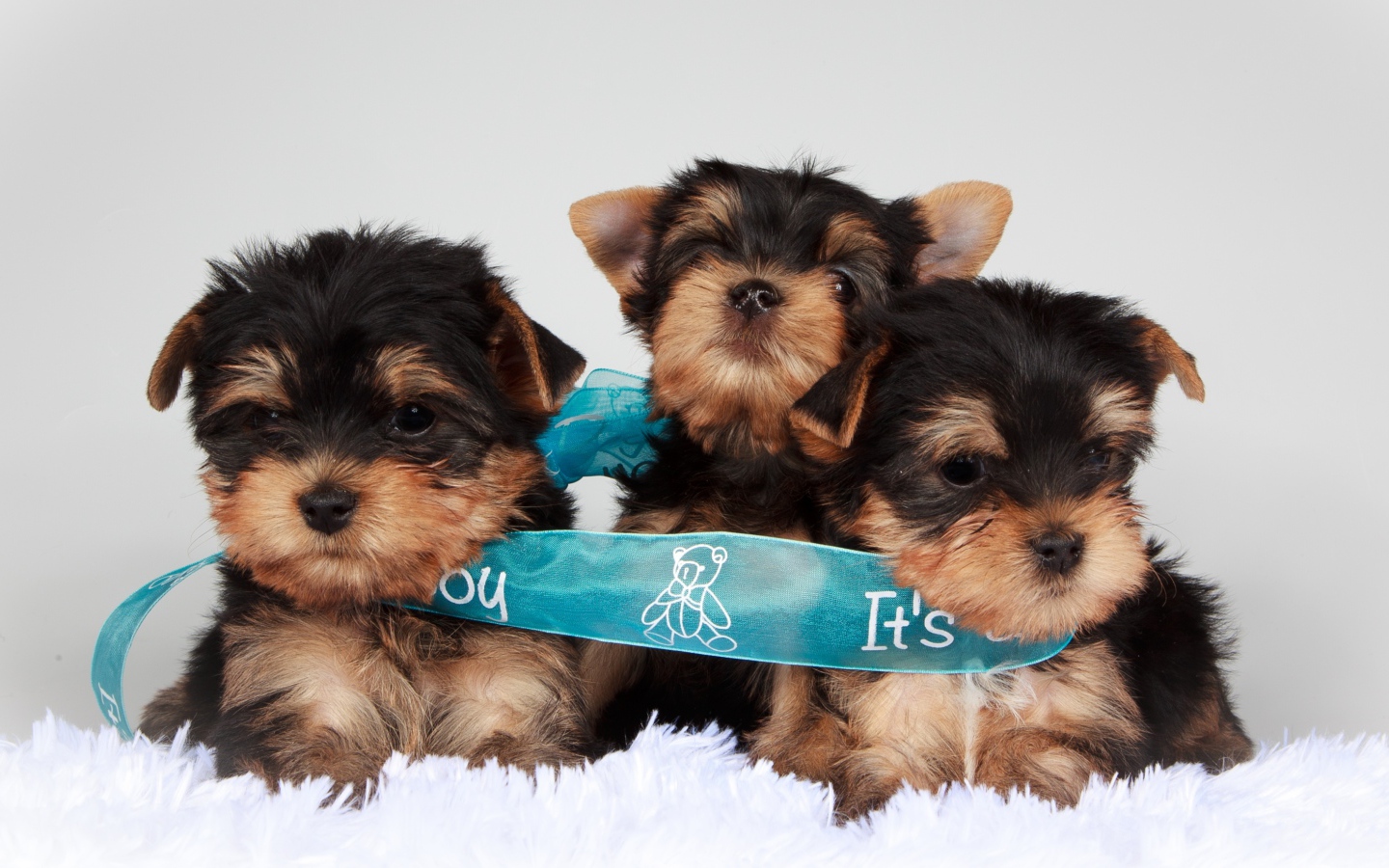 Три щенка йоркширского терьера перевязаны голубой лентой