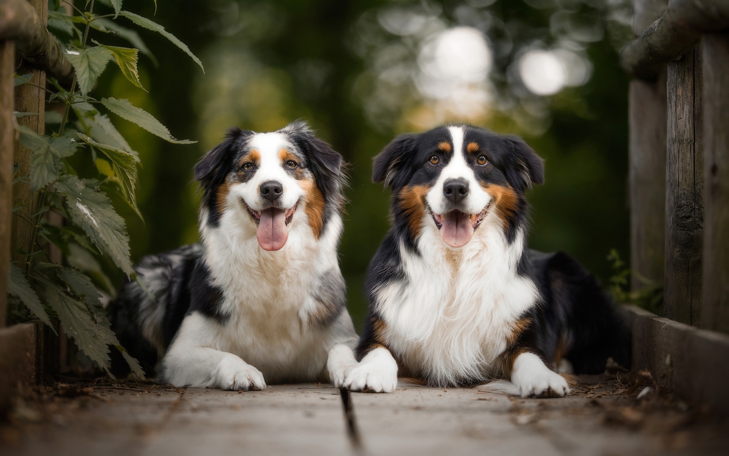 Две австралийские овчарки лежат в высунутым языком
