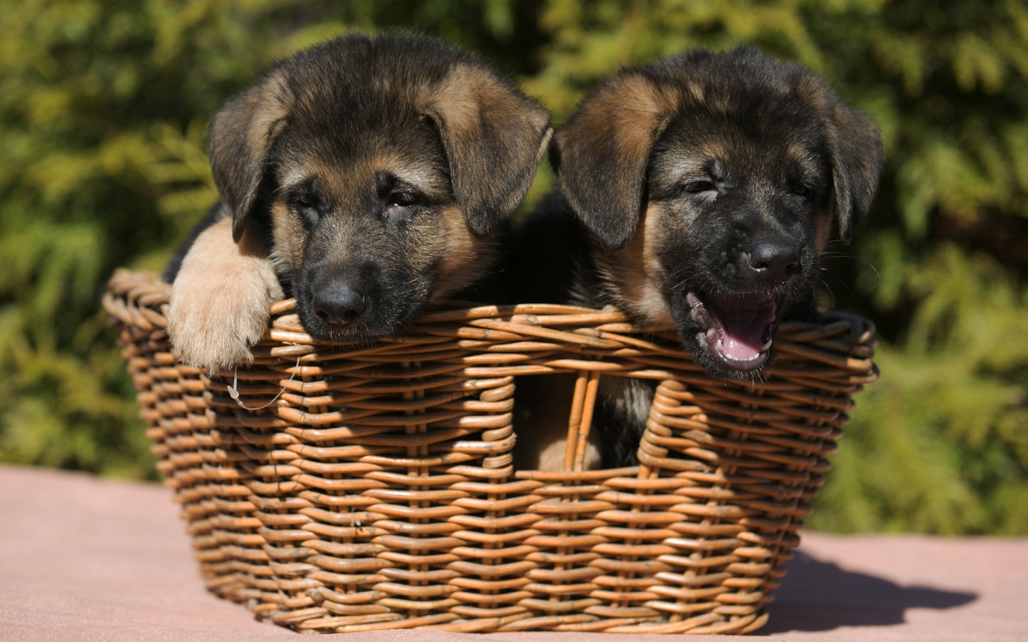 Два щенка немецкой овчарки в плетеной корзине 