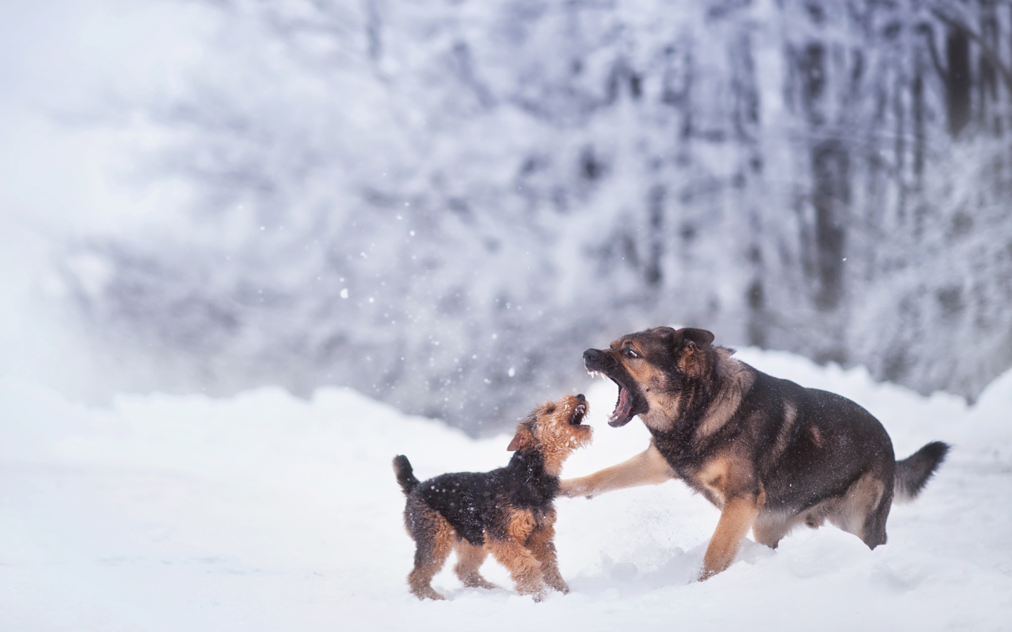 Две собаки играют на снегу