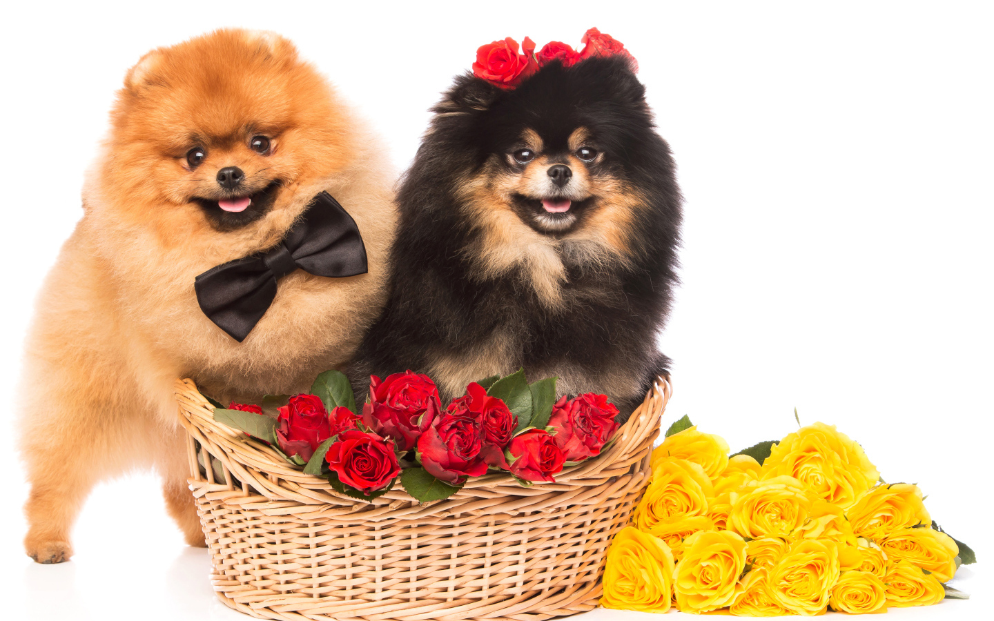 Две собаки породы шпиц с красными и желтыми розами