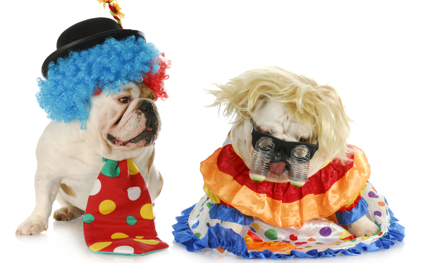 Два английских бульдога в маскарадных костюмах на белом фоне