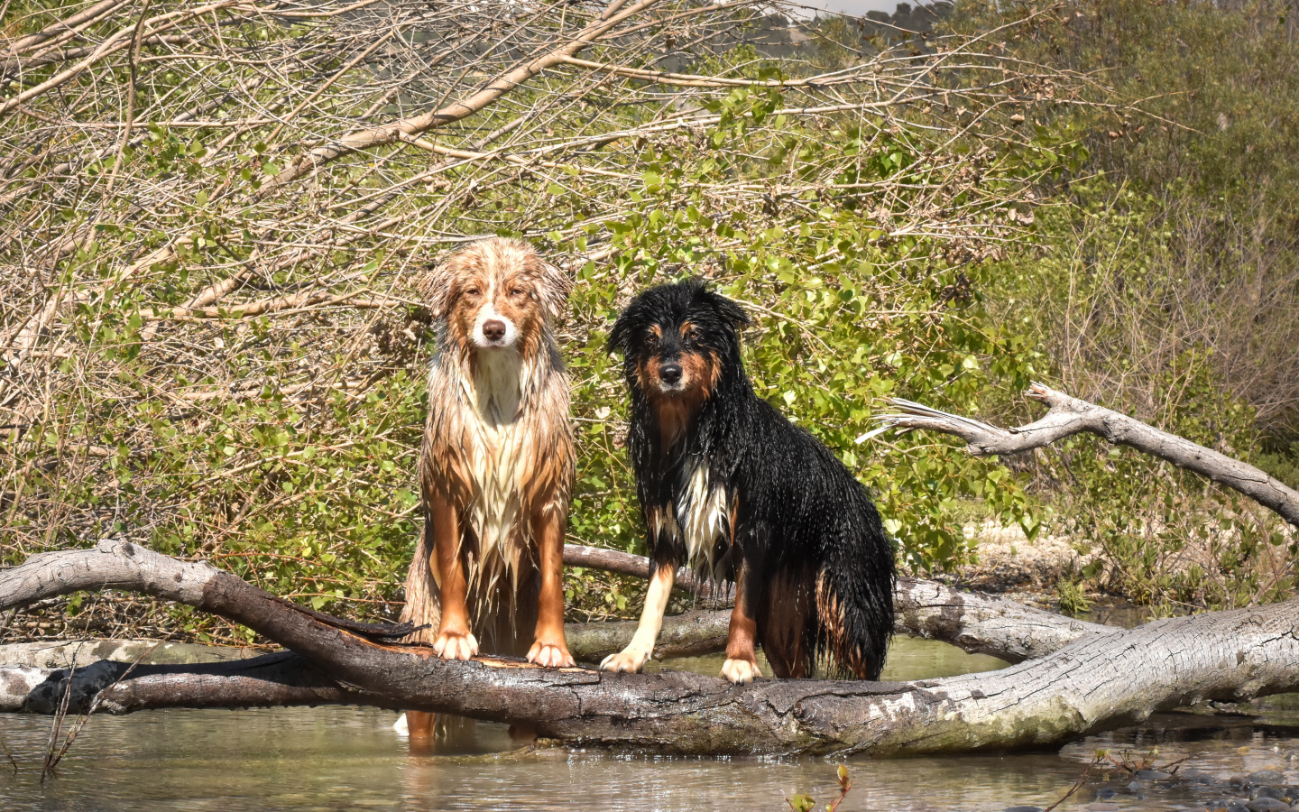 Две мокрые австралийские овчарки сидят у воды