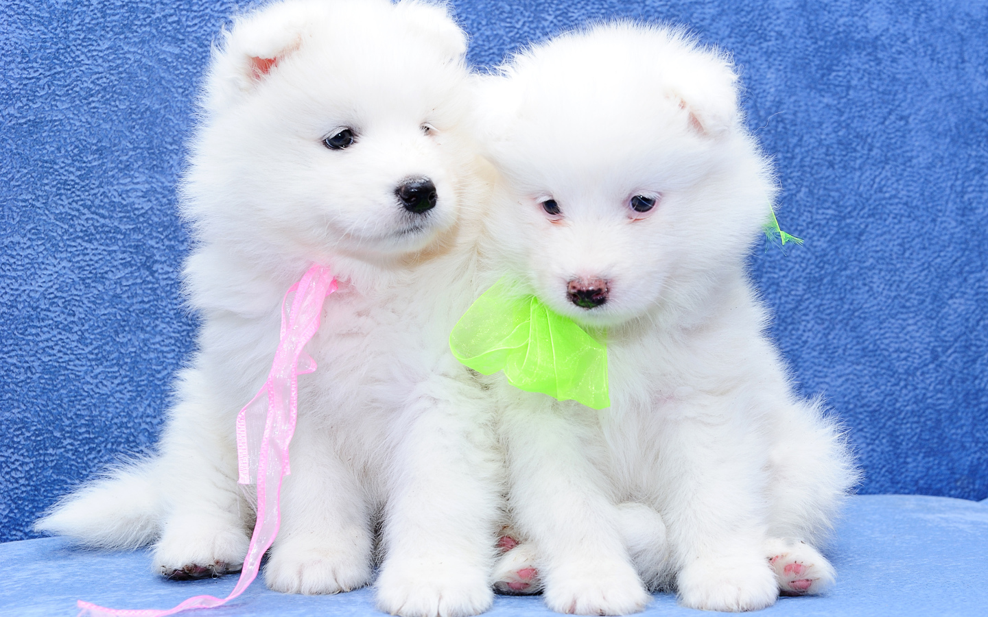 Два белых пушистых щенка самоедской лайки на голубом фоне