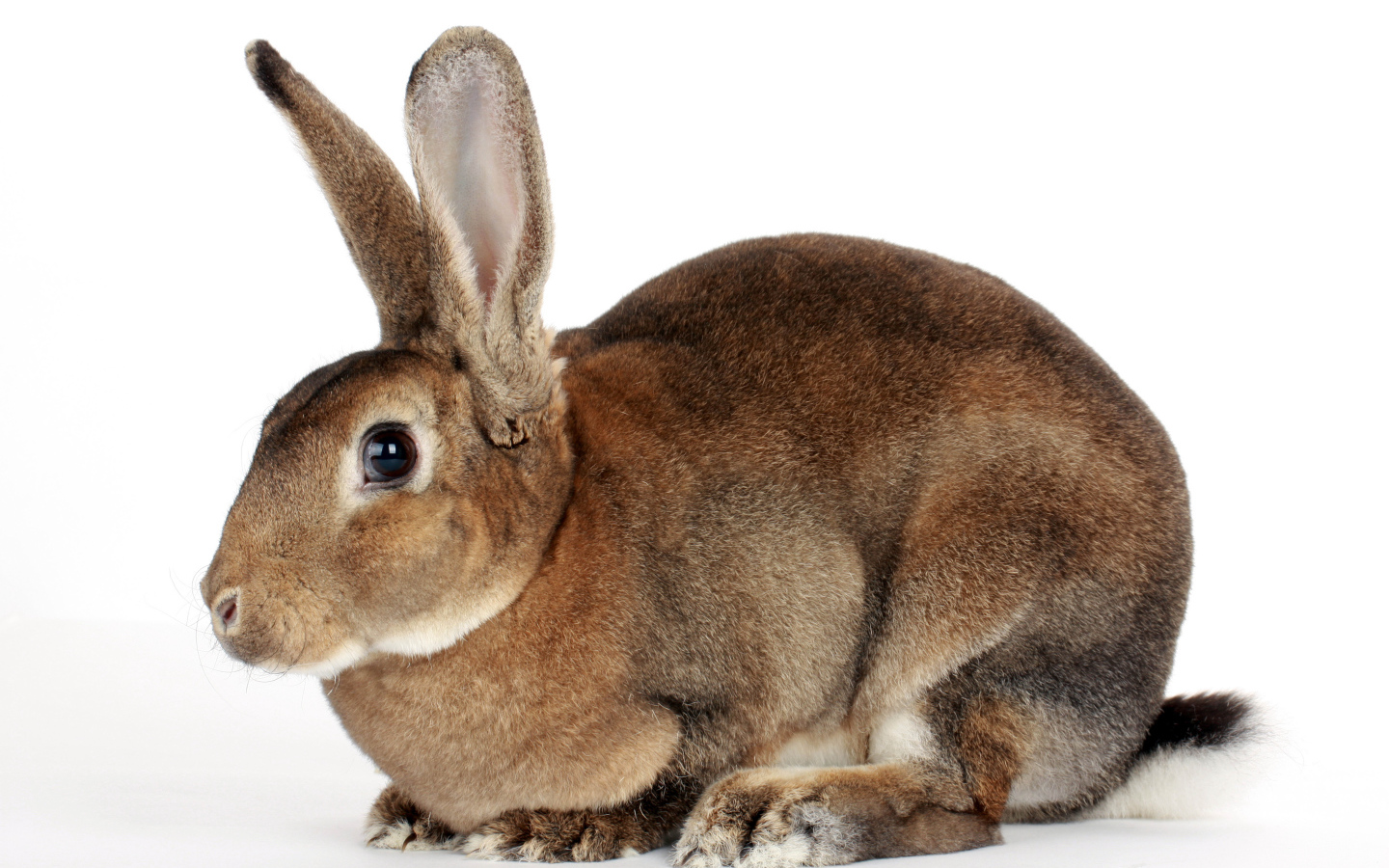 Большой кролик на белом фоне