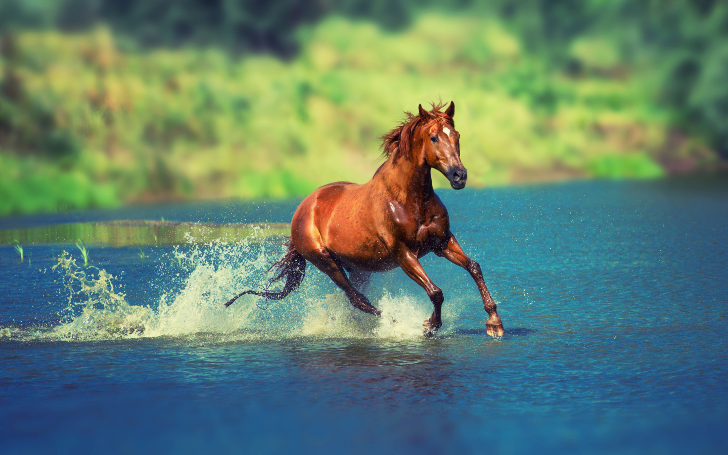 Коричневая лошадь скачет по воде