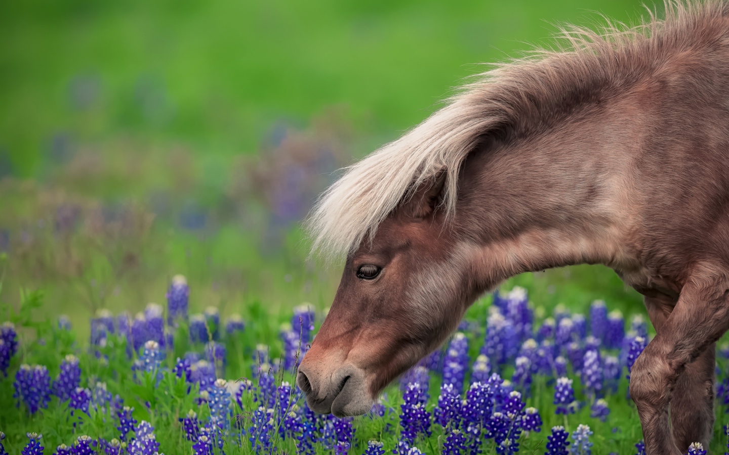 Коричневая лошадь гуляет по полю с синими цветами
