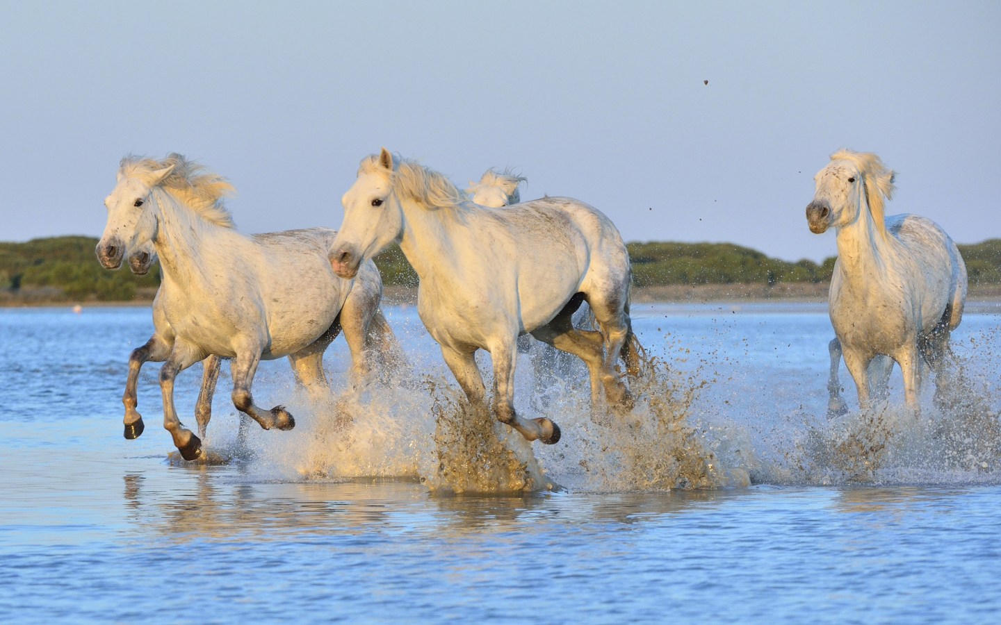 Белые лошади бегут по воде