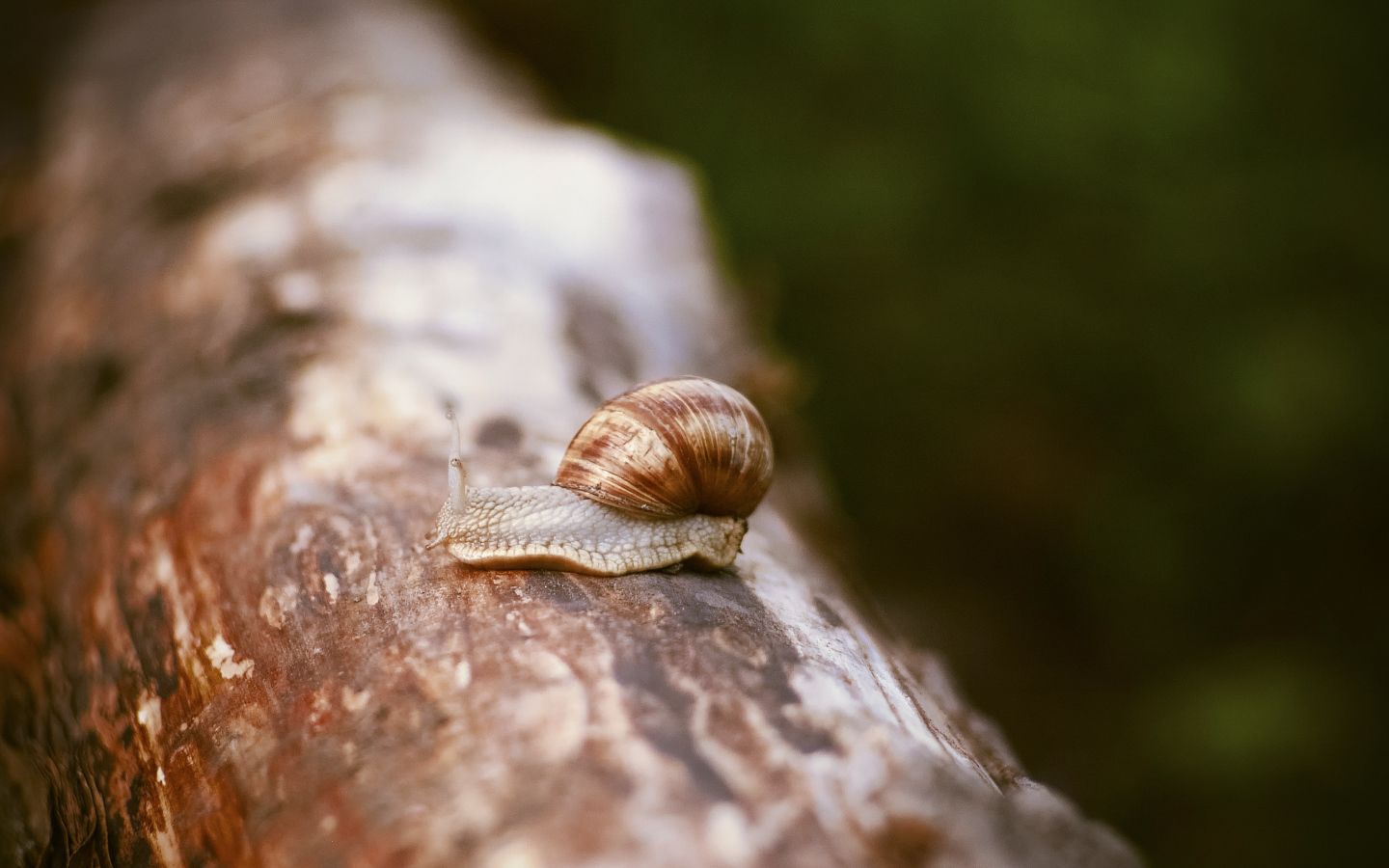 Улитка сидит на сухом стволе дерева