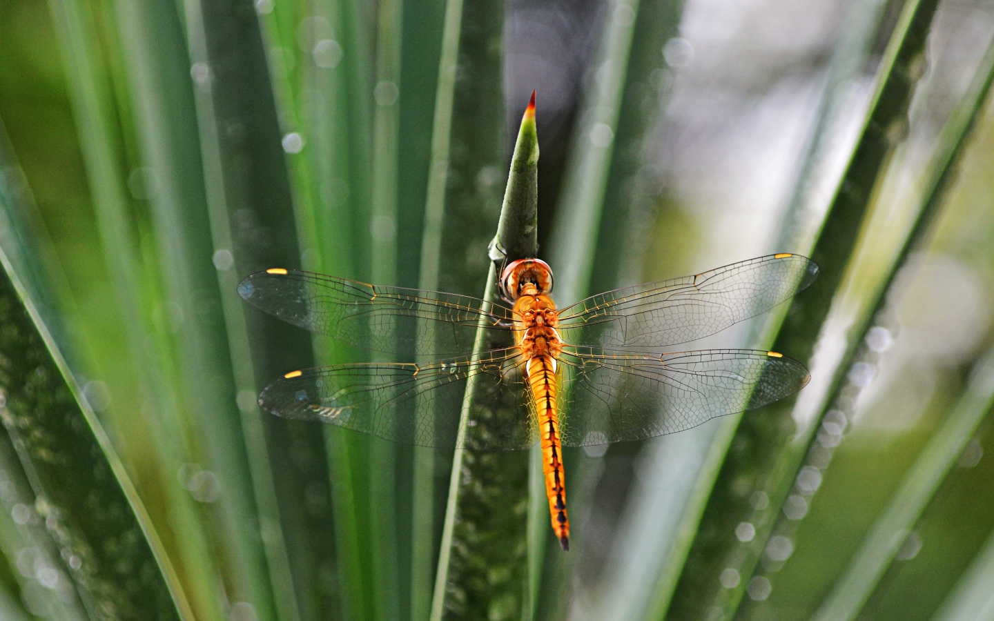 Оранжевая стрекоза на зеленом листе 