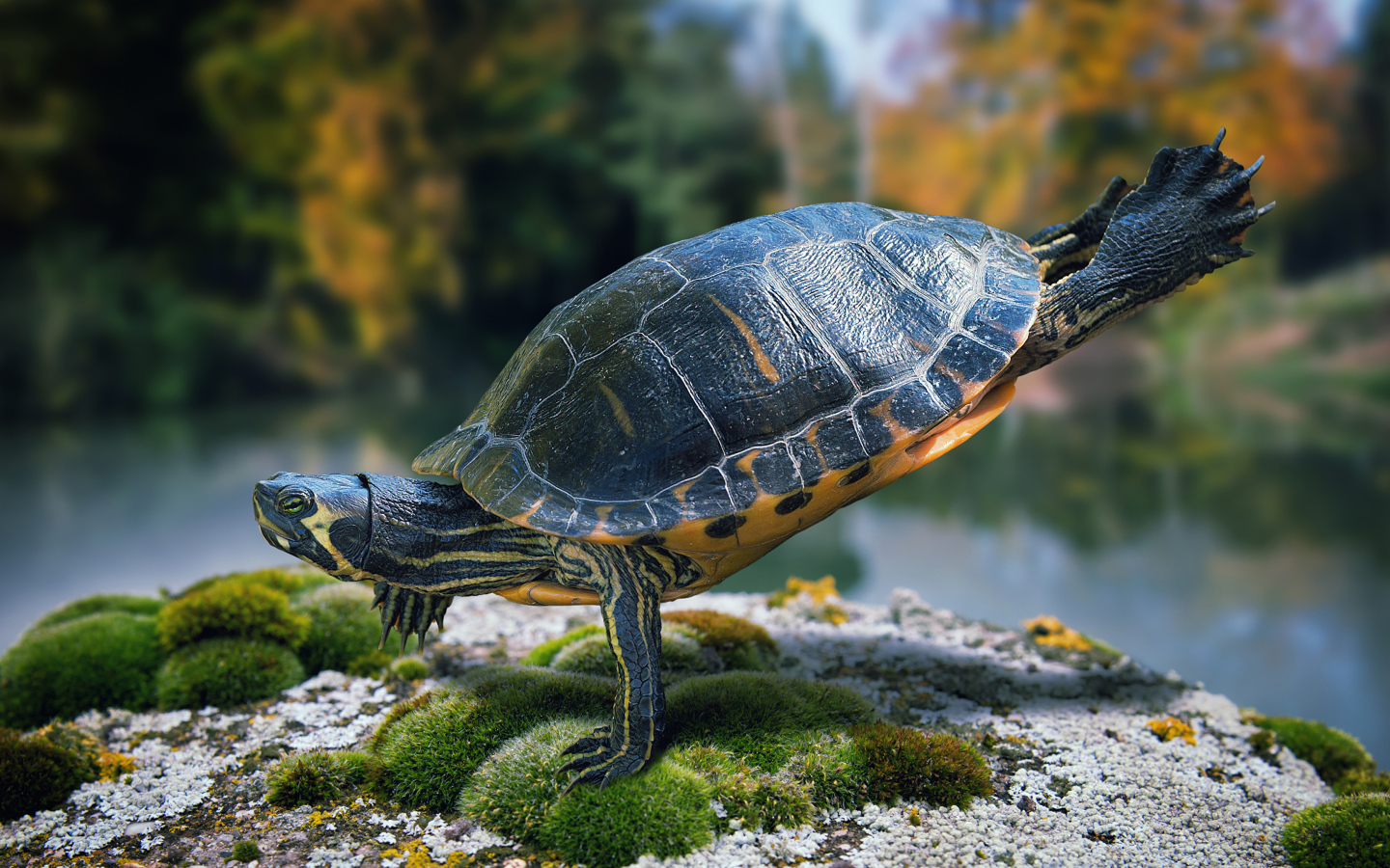 Красивая черепаха делает гимнастику на камне  