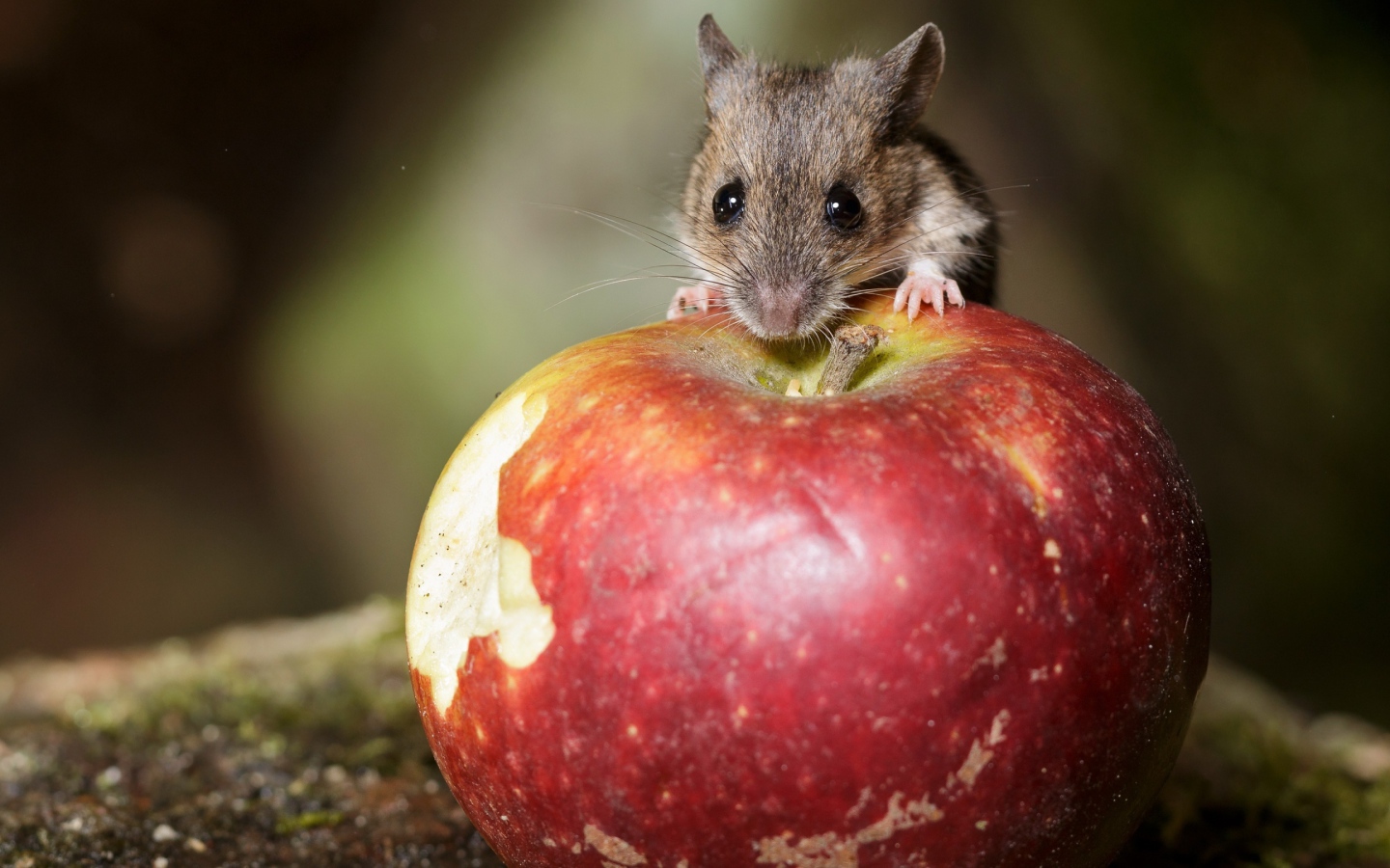 Маленький мышонок сидит на большом красном яблоке 