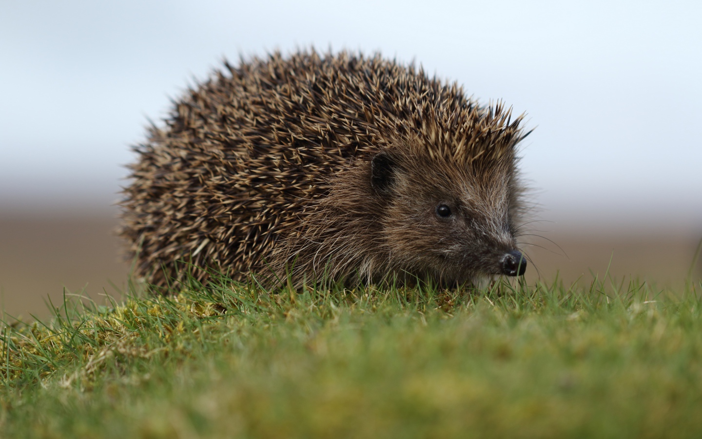 Big spiny hedgehog in the green grass