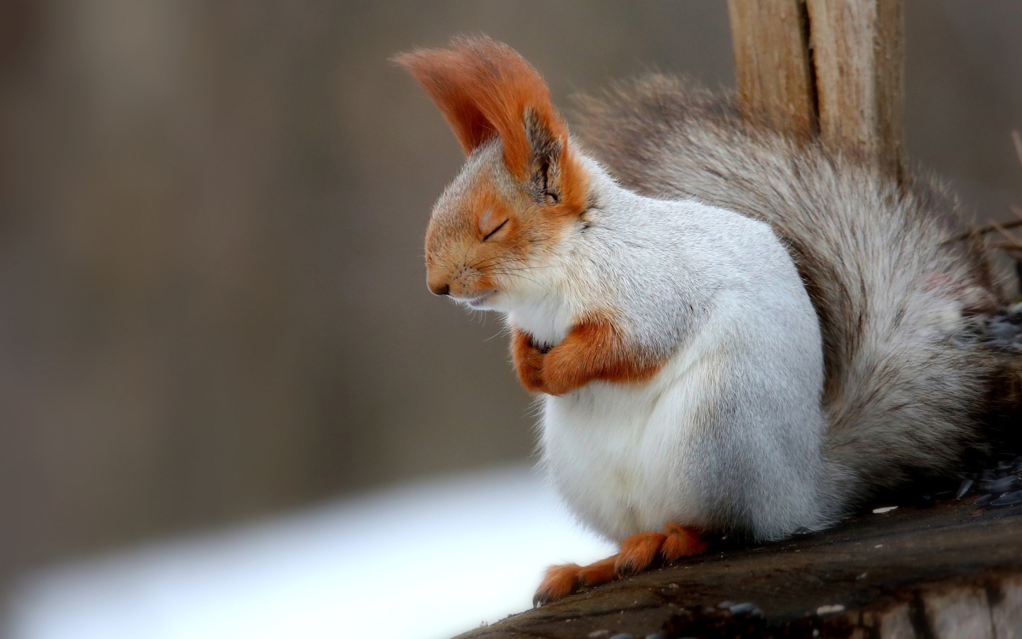 Fluffy gray squirrel sleeping on a branch