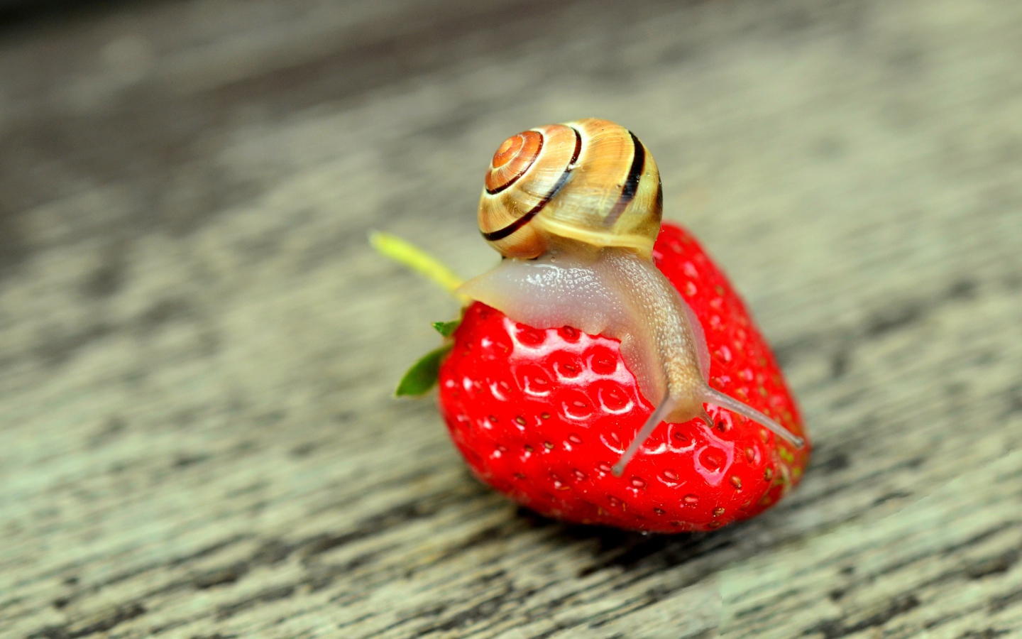 Улитка сидит на красной спелой клубнике
