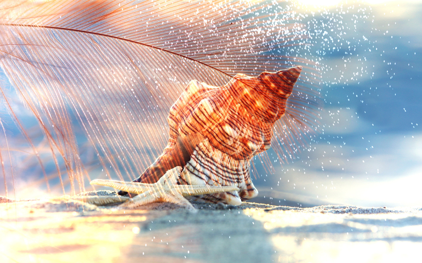 Ракушка и морская звезда лежат на белом песке