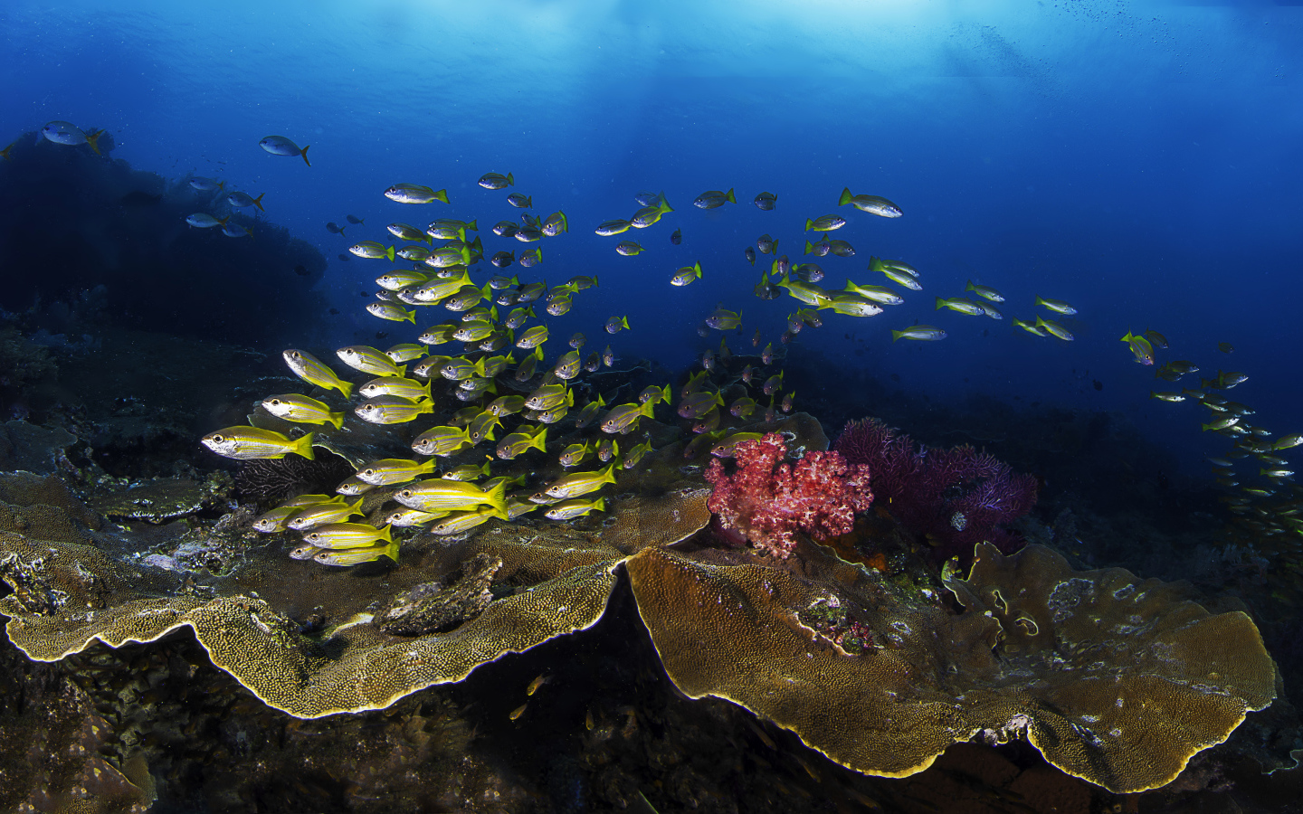 Косяк рыб в живописном подводном мире