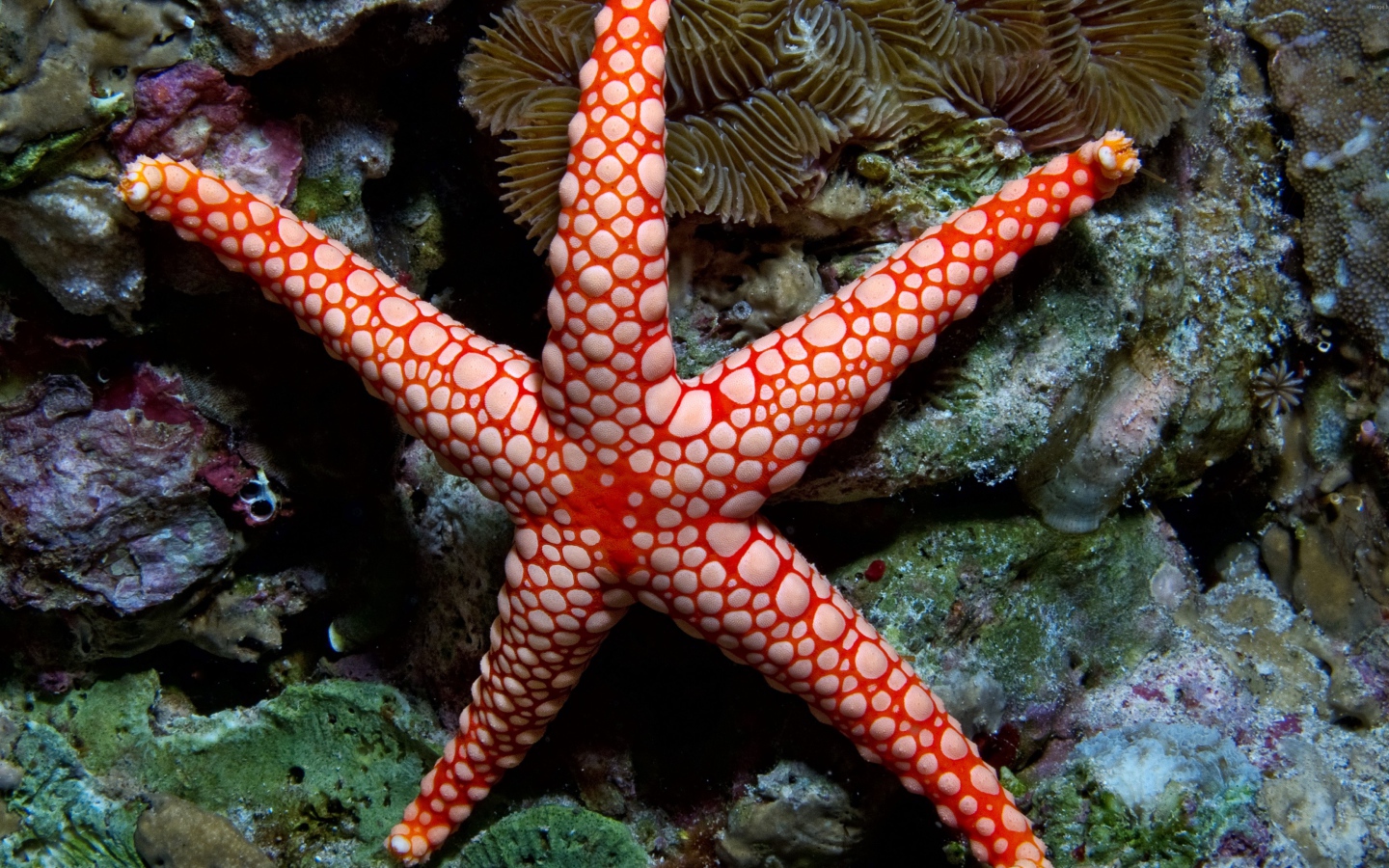 Яркая морская звезда на коралловом рифе под водой