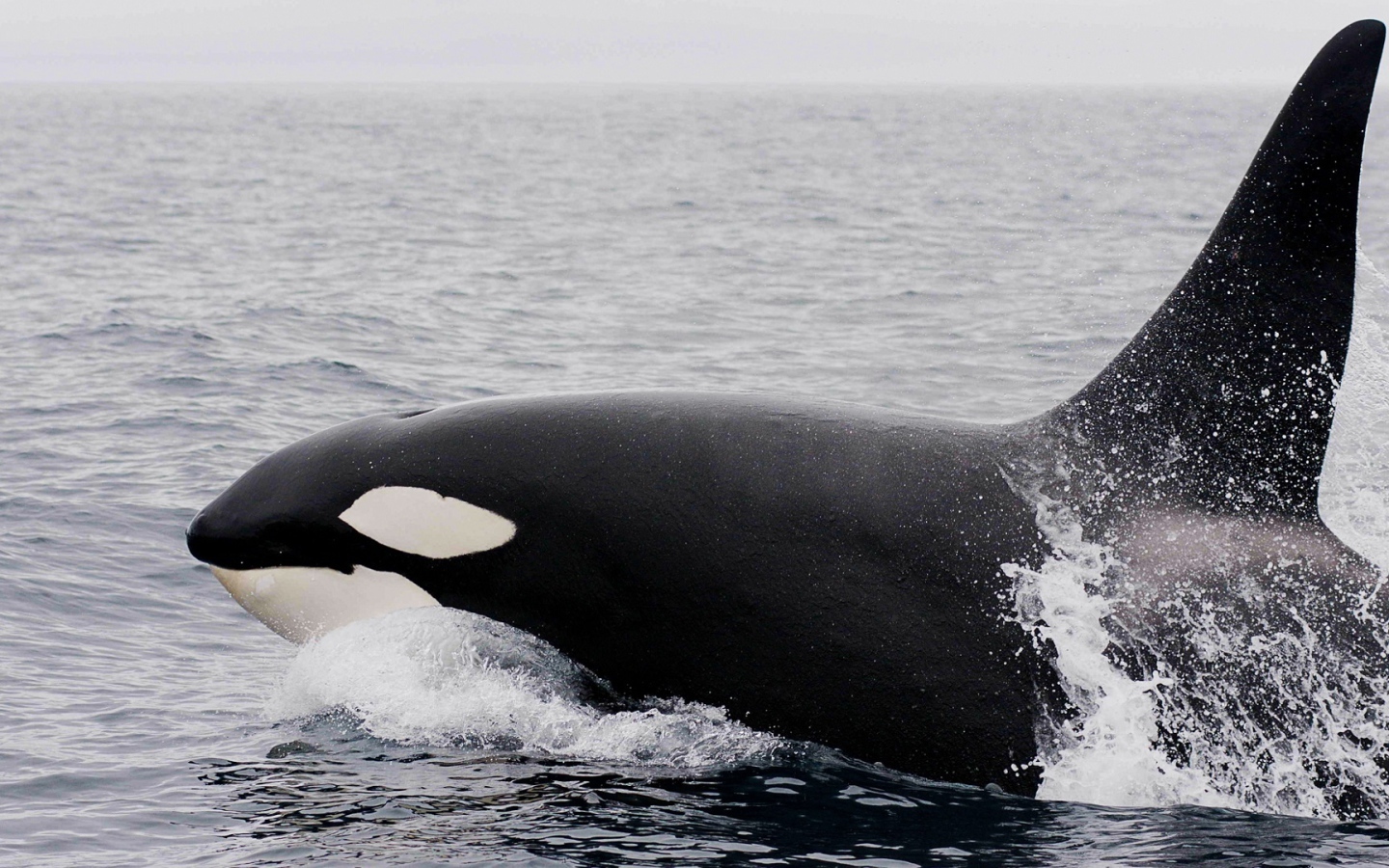 Большая касатка в воде 