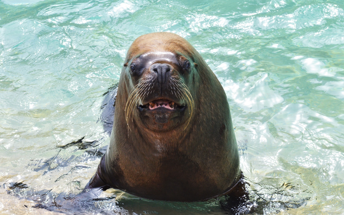Веселый морской лев в воде 