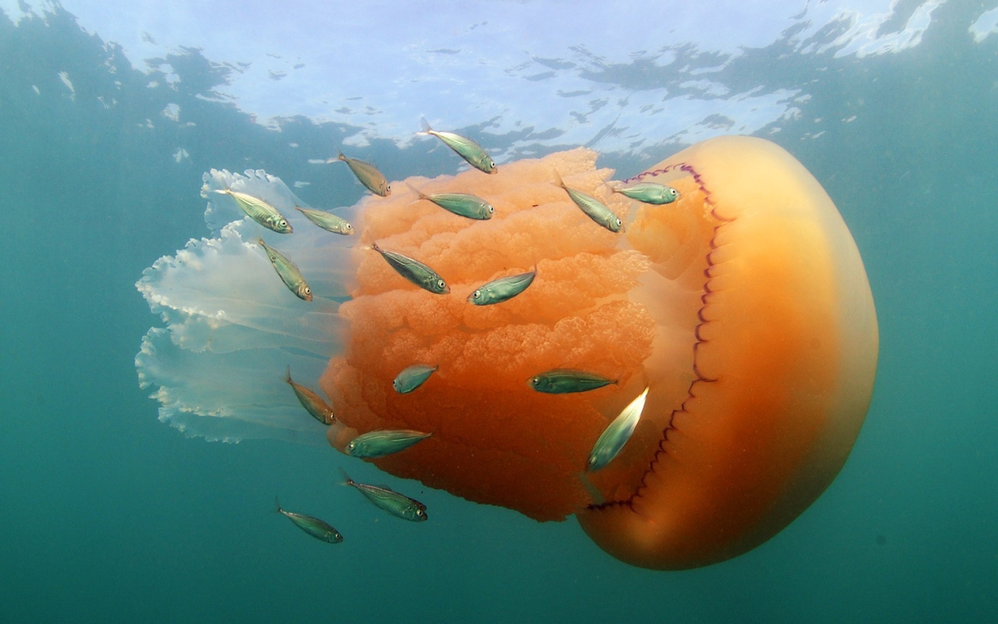 Оранжевая медуза с маленькими рыбками  