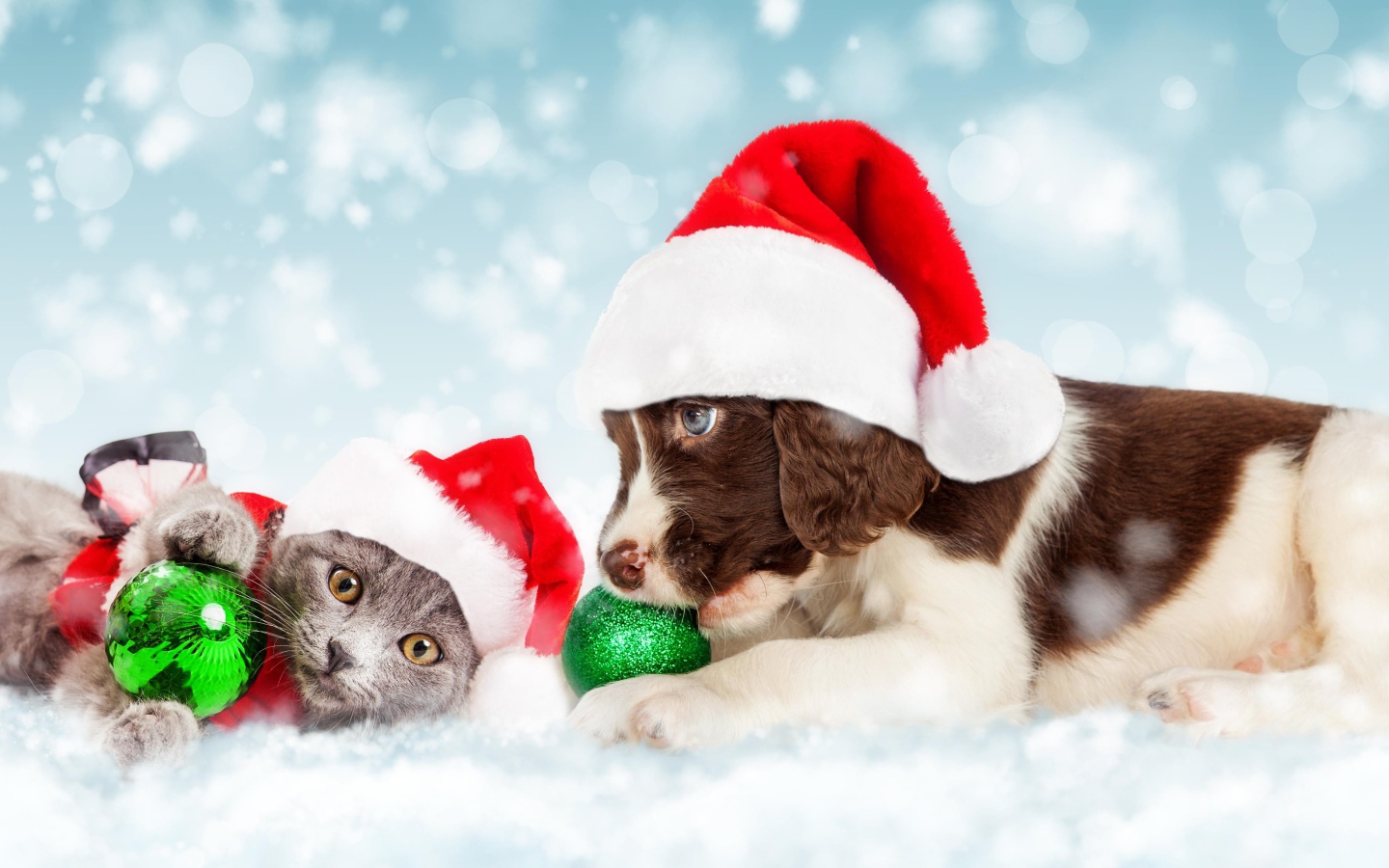 Щенок и котенок в новогодних костюмах на Новый год