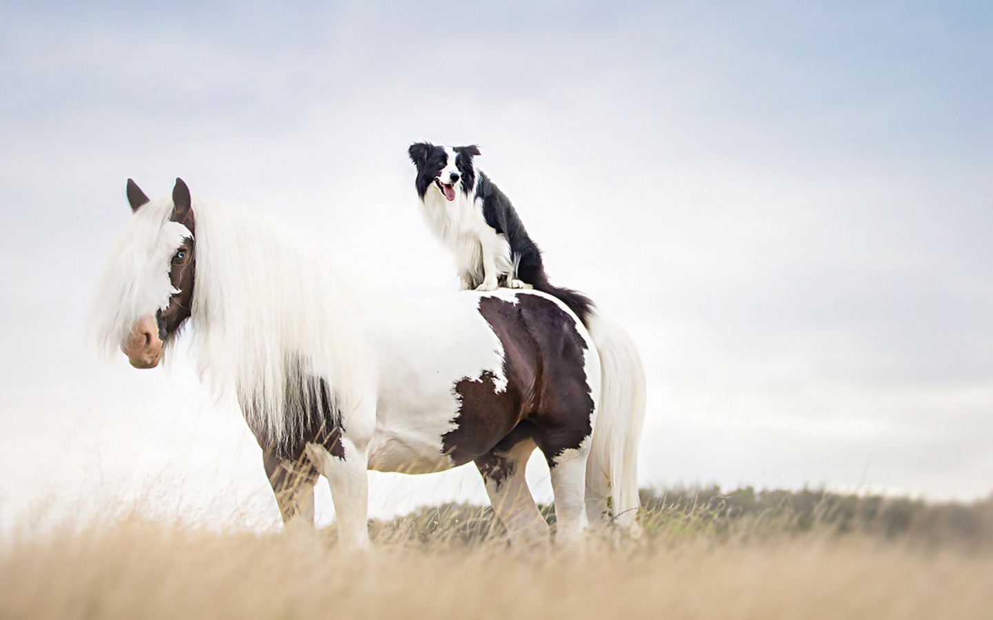 Собака сидит верхом на лошади 