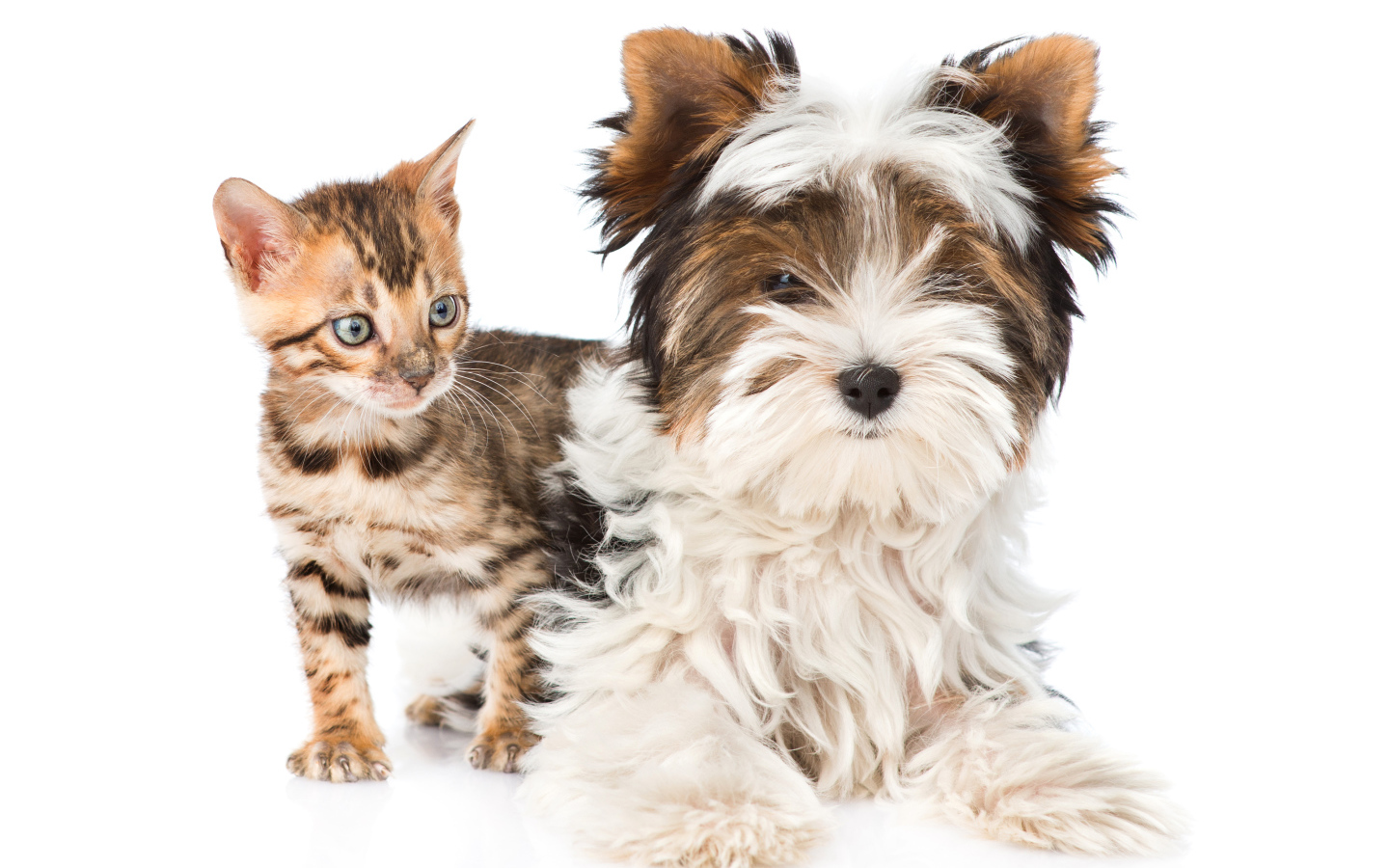 Йоркширский терьер и маленький котенок на белом фоне