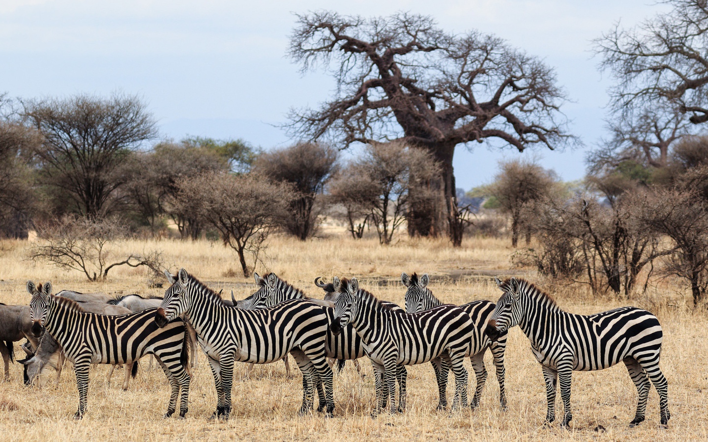 Стадо зебр пасется в африканской саванне