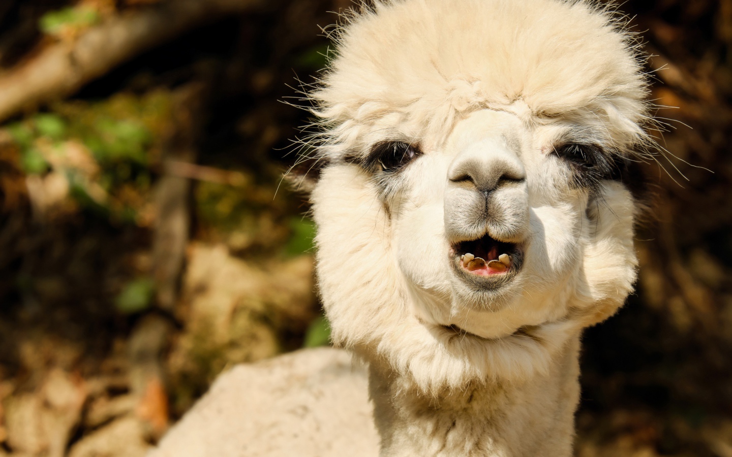 Белый детеныш Альпака