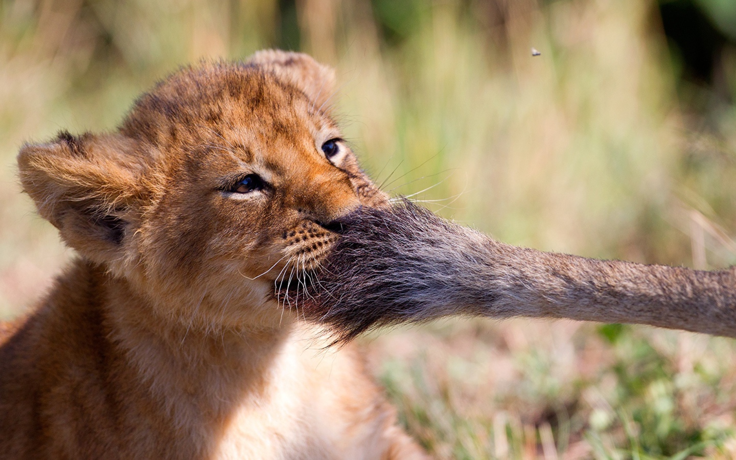 Маленький львенок играет с хвостом львицы