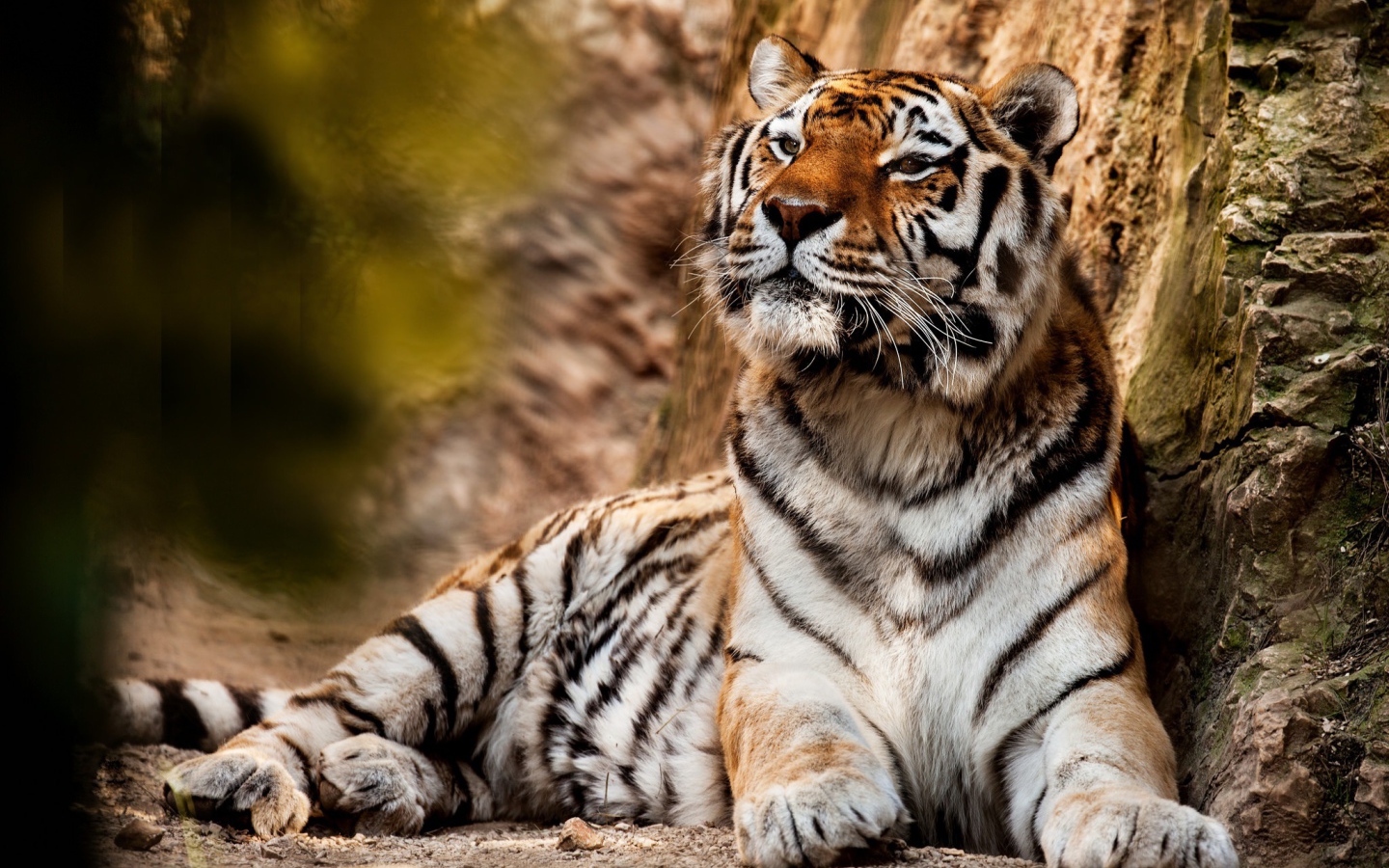 Большой красивый тигр отдыхает 