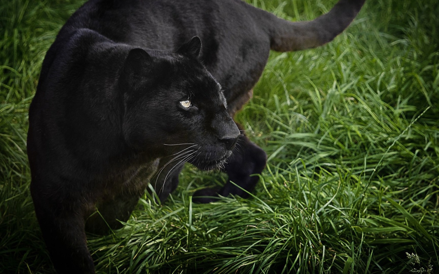 Большая черная пантера идет по зеленой траве
