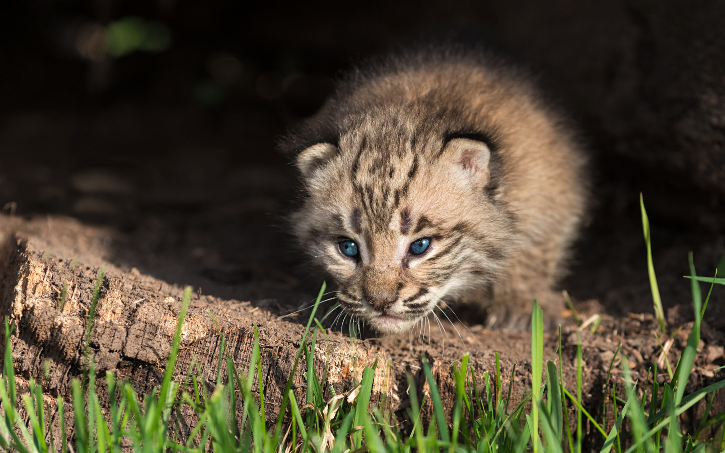 Маленький детеныш рыси крупным планом