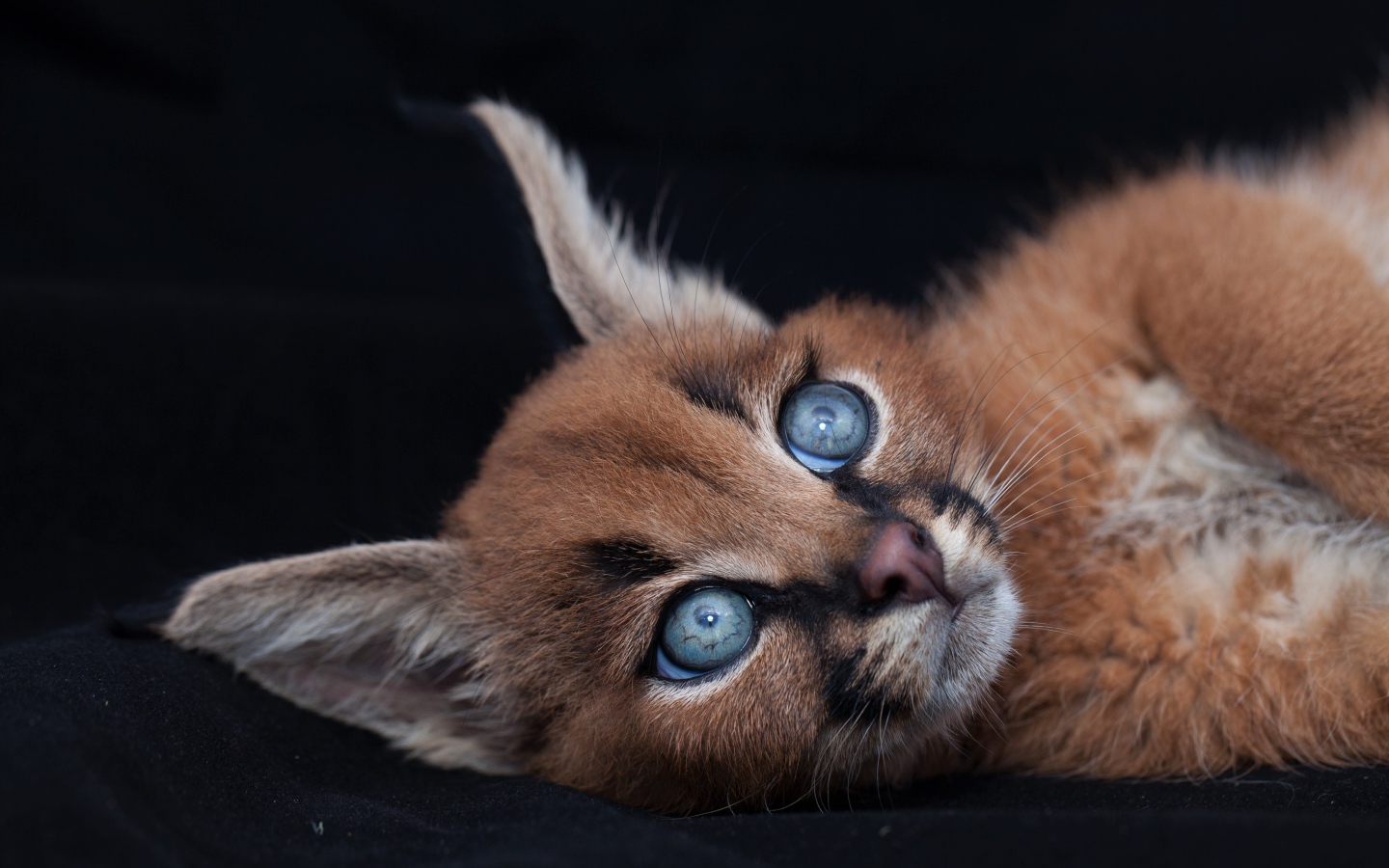 Маленький милый голубоглазый каракал