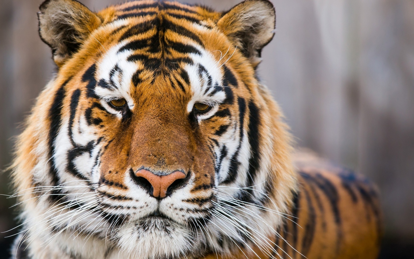 Морда грустного тигра  