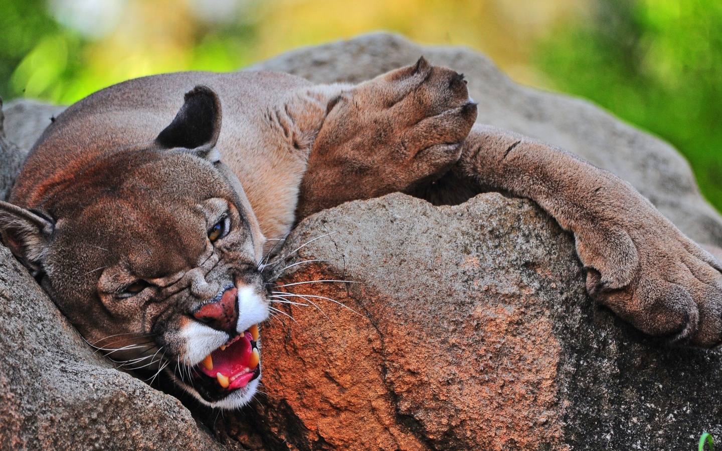 Грозная пума лежит на камне
