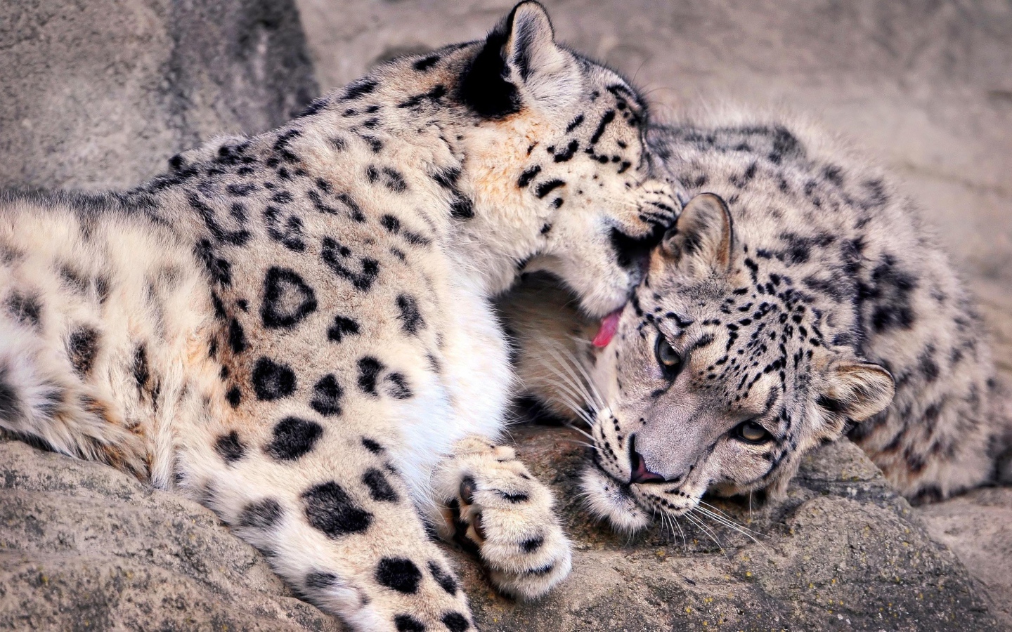 Нежная забота снежных барсов